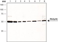 Anti-RbAp46, N-terminal antibody produced in rabbit IgG fraction of antiserum, buffered aqueous solution