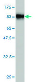 Monoclonal Anti-SUOX antibody produced in mouse clone 1H1, purified immunoglobulin, buffered aqueous solution