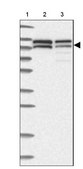 Anti-NVL antibody produced in rabbit Prestige Antibodies® Powered by Atlas Antibodies, affinity isolated antibody, buffered aqueous glycerol solution