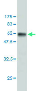 Monoclonal Anti-RPS6 antibody produced in mouse clone 3H1-F2, purified immunoglobulin, buffered aqueous solution