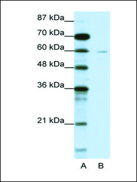 Anti-DCP1A (AB2) antibody produced in rabbit IgG fraction of antiserum