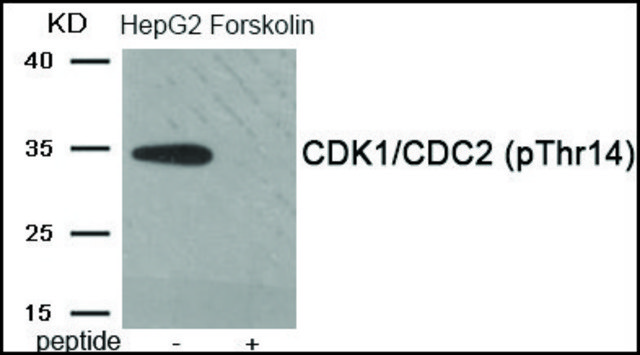 Anti-phospho-CDK1/CDC2 (pThr14) antibody produced in rabbit affinity isolated antibody