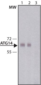 Anti-Atg14 antibody produced in rabbit IgG fraction of antiserum, buffered aqueous solution