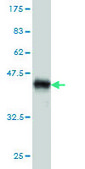 Monoclonal Anti-ARRB2 antibody produced in mouse clone 3G1, purified immunoglobulin, buffered aqueous solution