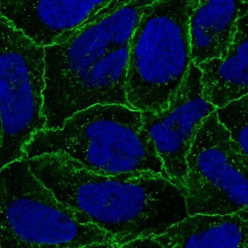 Anti-CTNNA1 antibody produced in rabbit Prestige Antibodies&#174; Powered by Atlas Antibodies, affinity isolated antibody