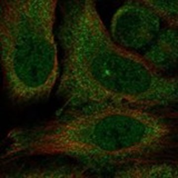 Anti-KCNH5 antibody produced in rabbit Prestige Antibodies&#174; Powered by Atlas Antibodies, affinity isolated antibody, buffered aqueous glycerol solution