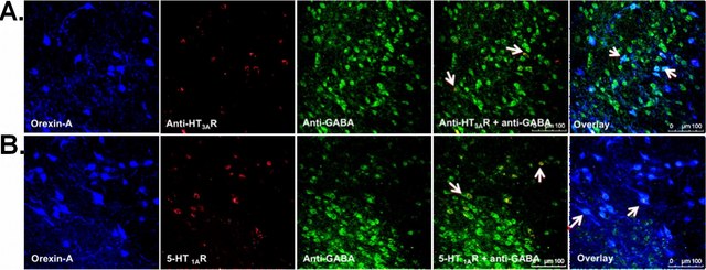 Anti-GABA Antibody serum, Chemicon&#174;