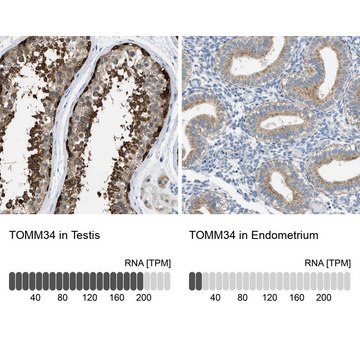 Anti-TOMM34 antibody produced in rabbit Prestige Antibodies&#174; Powered by Atlas Antibodies, affinity isolated antibody, buffered aqueous glycerol solution