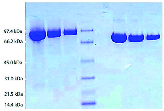 Plasminogen from human plasma &#8805;95% (SDS-PAGE)