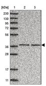 Anti-C3orf38 antibody produced in rabbit Prestige Antibodies® Powered by Atlas Antibodies, affinity isolated antibody, buffered aqueous glycerol solution