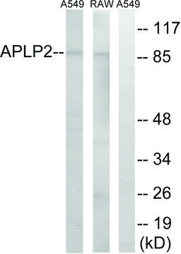 Anti-APLP2 antibody produced in rabbit affinity isolated antibody