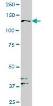 Monoclonal Anti-PTK7 antibody produced in mouse clone 4A6, purified immunoglobulin, buffered aqueous solution