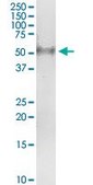Anti-PVRL1 antibody produced in rabbit purified immunoglobulin, buffered aqueous solution
