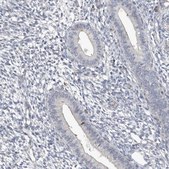 Anti-CDCA8 antibody produced in rabbit Prestige Antibodies® Powered by Atlas Antibodies, affinity isolated antibody, buffered aqueous glycerol solution