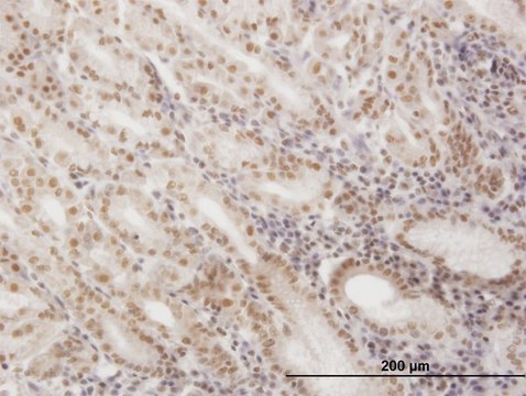 Monoclonal Anti-SNAPC4 antibody produced in mouse clone 1D1, purified immunoglobulin, buffered aqueous solution