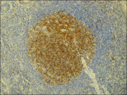 Monoclonal Anti-PAG / Cbp antibody produced in mouse clone PAG-C1, purified immunoglobulin, buffered aqueous solution