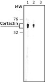 Anti-Cortactin (GK-18) antibody produced in rabbit IgG fraction of antiserum, buffered aqueous solution