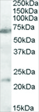 Anti-CHRNA4 (AA 29-43) antibody produced in goat affinity isolated antibody, buffered aqueous solution