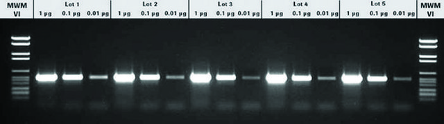 PCR Master (50 &#956;l final reaction volume each containing 2.5 U Taq DNA-Polymerase), sufficient for 200&#160;reactions, kit of 1 (2 components), suitable for PCR