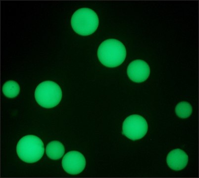 抗人体IgG1&#8722;小鼠单克隆FITC抗体 小鼠抗 clone 8c/6-39, purified from hybridoma cell culture