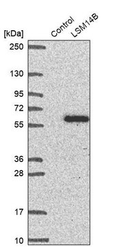 Anti-LSM14B antibody produced in rabbit Prestige Antibodies&#174; Powered by Atlas Antibodies, affinity isolated antibody