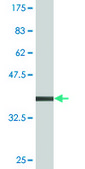 Monoclonal Anti-CAMK1D, (N-terminal) antibody produced in mouse clone 3H8, purified immunoglobulin, buffered aqueous solution