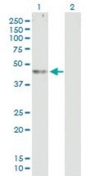 Anti-ABHD12 antibody produced in mouse purified immunoglobulin, buffered aqueous solution