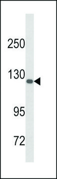 ANTI-DSC1(C-TERMINAL) antibody produced in rabbit affinity isolated antibody, buffered aqueous solution