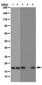 Anti-trimethyl Histone H3 (Lys27) Antibody, clone 18E9.1, Trial Size clone 18E9.1, from mouse