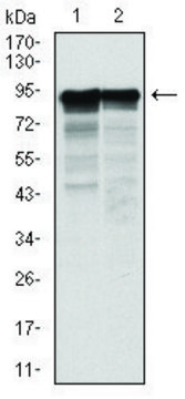 Monoclonal Anti-NEFL antibody produced in mouse clone 2G10, purified immunoglobulin, buffered aqueous solution