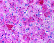 Anti-Fibrinogen (AB2) antibody produced in goat IgG fraction of antiserum, buffered aqueous solution
