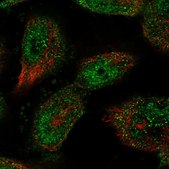 Anti-SP4 antibody produced in rabbit Prestige Antibodies® Powered by Atlas Antibodies, affinity isolated antibody, buffered aqueous glycerol solution