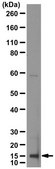 Anti-Interleukin-1β from rabbit, purified by affinity chromatography