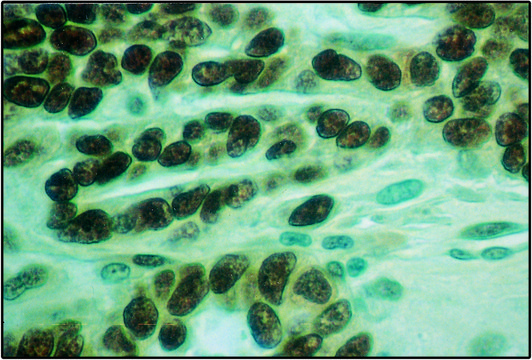 抗p53抗体，小鼠单克隆 小鼠抗 clone BP53-12, ascites fluid