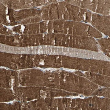 Anti-P3H2 antibody produced in rabbit Prestige Antibodies® Powered by Atlas Antibodies, affinity isolated antibody, buffered aqueous glycerol solution