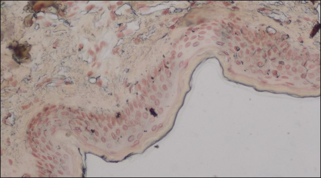 Anti-PMEL antibody, Mouse monoclonal clone PL-19, purified from hybridoma cell culture