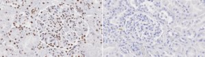 Anti-SAMHD1 Antibody, clone 1K3 ZooMAb® Rabbit Monoclonal recombinant, expressed in HEK 293 cells