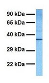 Anti-MAS1 (AB2) antibody produced in rabbit IgG fraction of antiserum