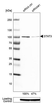 Monoclonal Anti-STAT3 antibody produced in mouse Prestige Antibodies&#174; Powered by Atlas Antibodies, clone CL0490, purified immunoglobulin, buffered aqueous glycerol solution