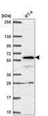 Anti-SP110 antibody produced in rabbit Prestige Antibodies® Powered by Atlas Antibodies, affinity isolated antibody