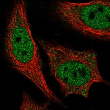 Anti-PPARGC1A antibody produced in rabbit Prestige Antibodies&#174; Powered by Atlas Antibodies, affinity isolated antibody