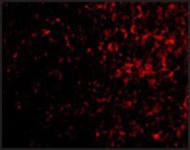 Anti-Aven antibody produced in rabbit affinity isolated antibody, buffered aqueous solution