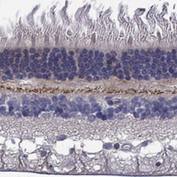 Anti-EGFLAM antibody produced in rabbit Prestige Antibodies&#174; Powered by Atlas Antibodies, affinity isolated antibody, buffered aqueous glycerol solution