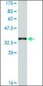 Monoclonal Anti-CDH12 antibody produced in mouse clone 1B4, ascites fluid