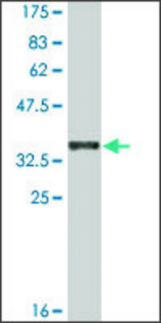 Monoclonal Anti-CDH12 antibody produced in mouse clone 1B4, ascites fluid