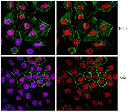 Anti-SMARCA4 Antibody, clone 20C3.2 clone 20C3.2, from mouse