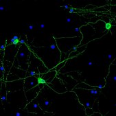 Neuro-Chrom Pan Neuronal Marker Antibody-Rabbit, Alexa488 conjugate Neuro-Chrom, from rabbit