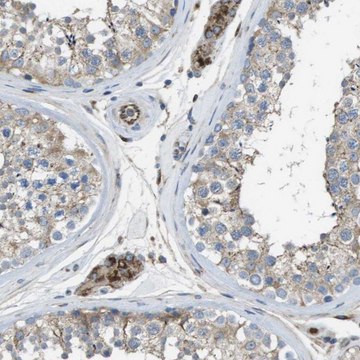 Anti-CLCN2 antibody produced in rabbit Prestige Antibodies&#174; Powered by Atlas Antibodies, affinity isolated antibody, buffered aqueous glycerol solution