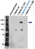 Anti-SARS-CoV-2 Delta Spike Antibody, P681R Antibody, clone 4C5-B2