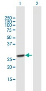 Anti-RFXANK antibody produced in mouse purified immunoglobulin, buffered aqueous solution